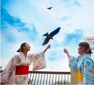 トンビの餌付け