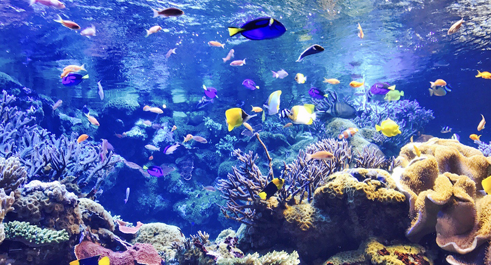 鳥羽水族館イメージ