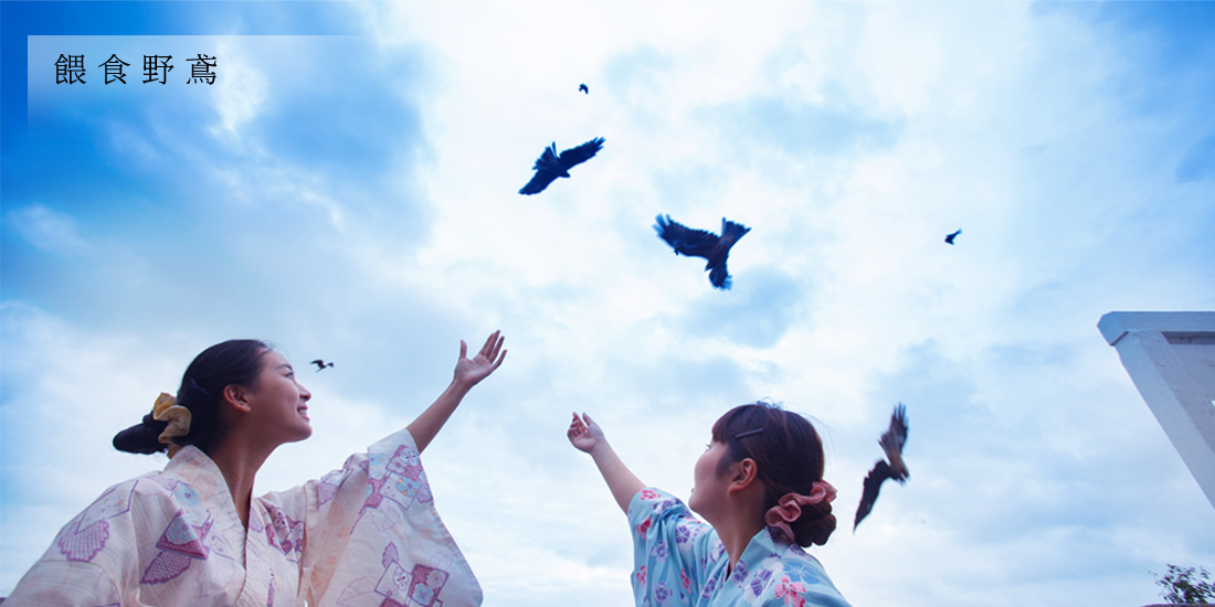 餵食野鳶 餵食野鳶成功了！每天都會有20～30隻野鳶飛來。會成為您在神具良的獨特回憶。