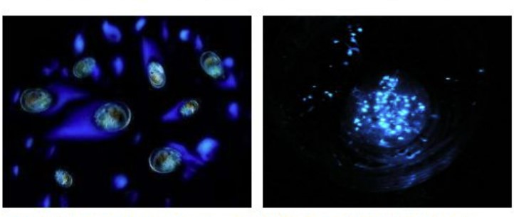 7月中旬予定「夜光虫・海ホタル見学」是非ご参加ください！